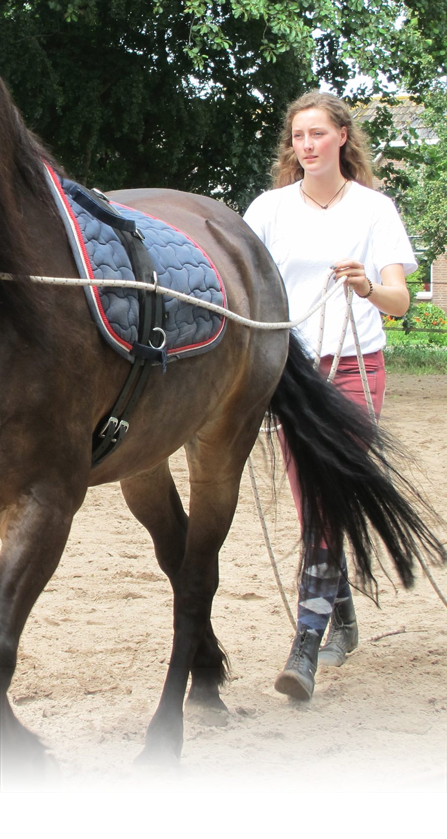volwassen paardentraining