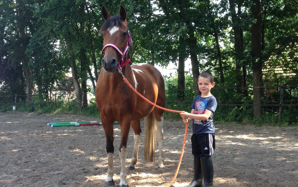 Kanon Lauw buitenspiegel Braaf paard?! - Paard Centraal