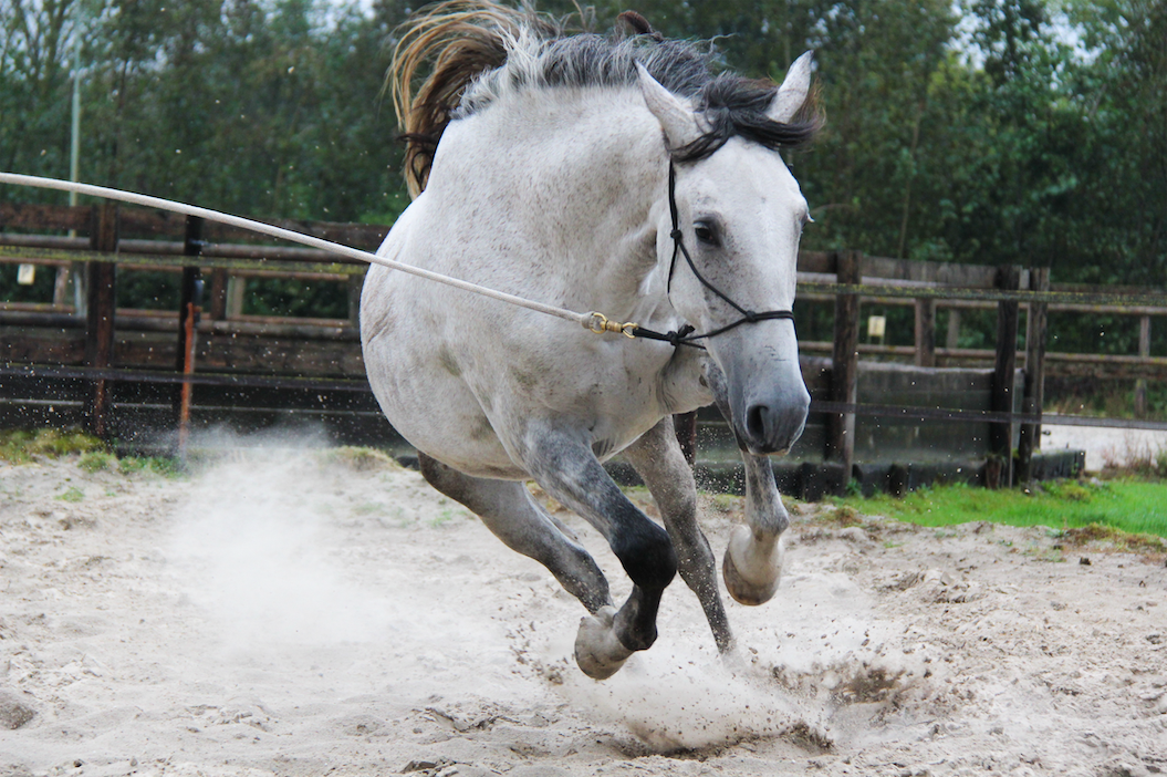 Paard gevaarlijk?