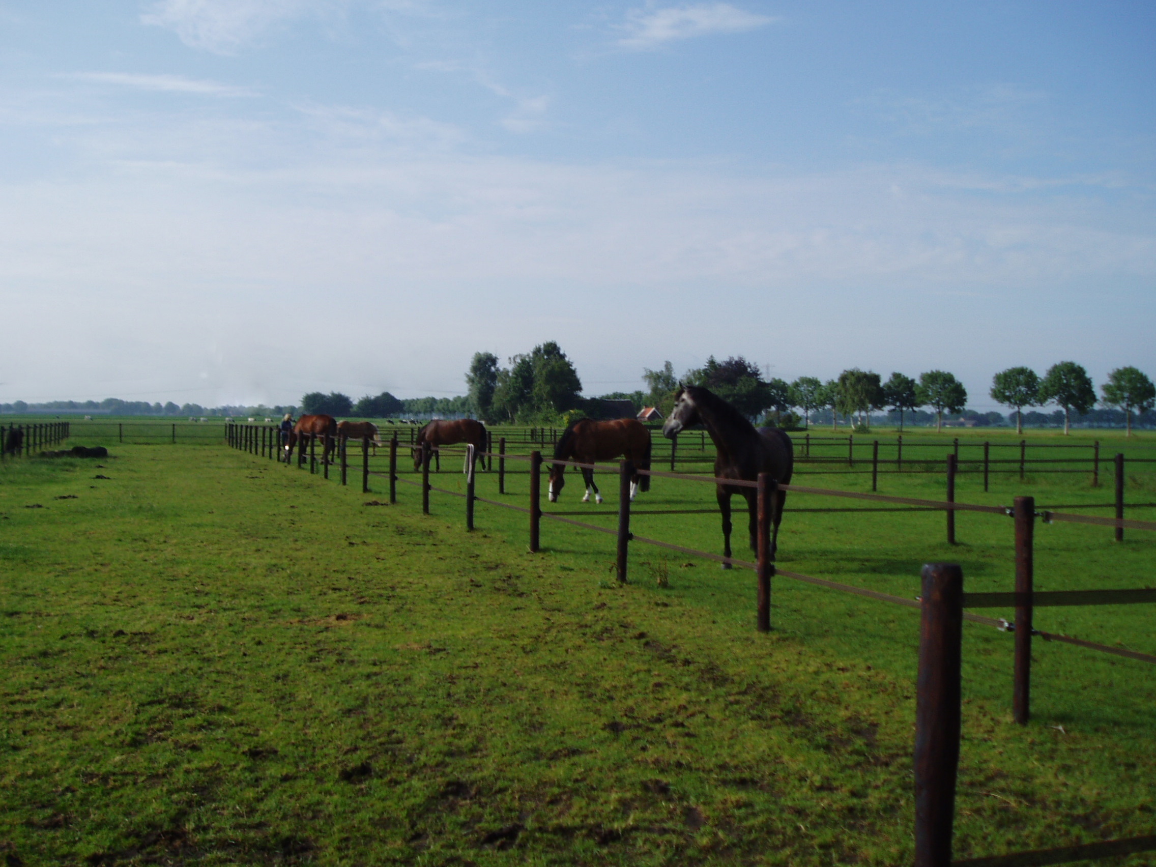 Paddocks paarden