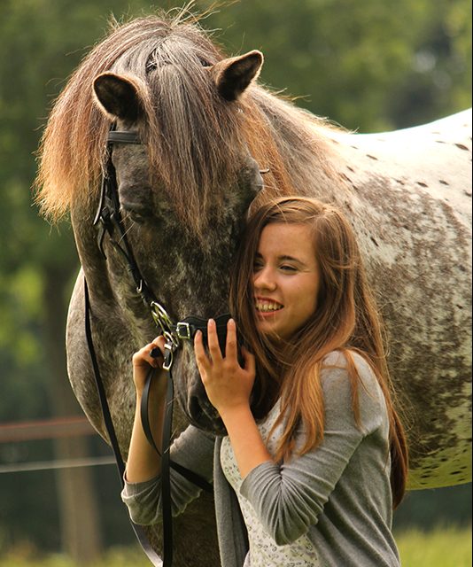 paarden