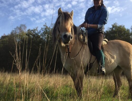 Wat je paard je vertelt over jezelf