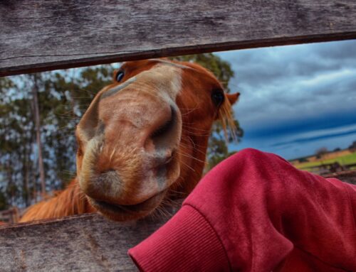 Nieuw paard – en gelijk aan het werk?