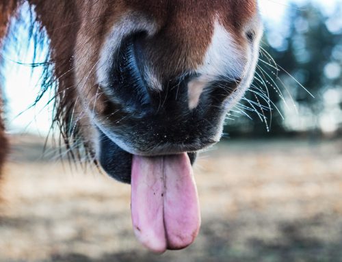 Een gelukkig paard is een gelukkig mens