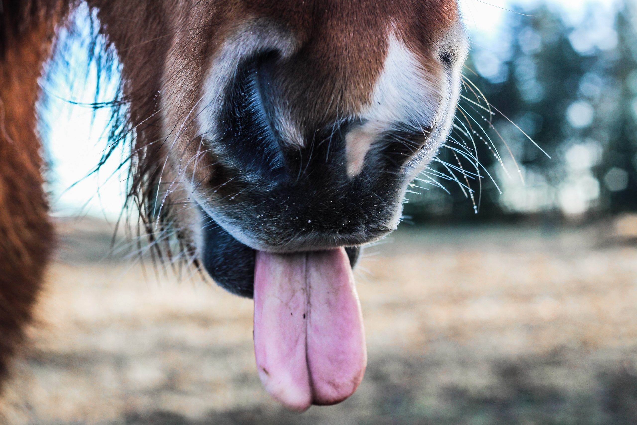 Tevreden paard