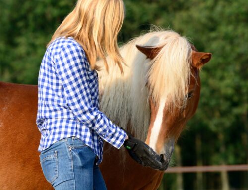 Voorjaar met je paard: 5 tips om samen fit de zomer in te gaan 🌿