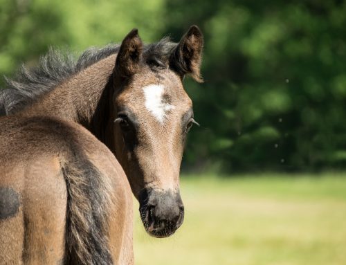 Trainen van een jong paard vanaf de grond