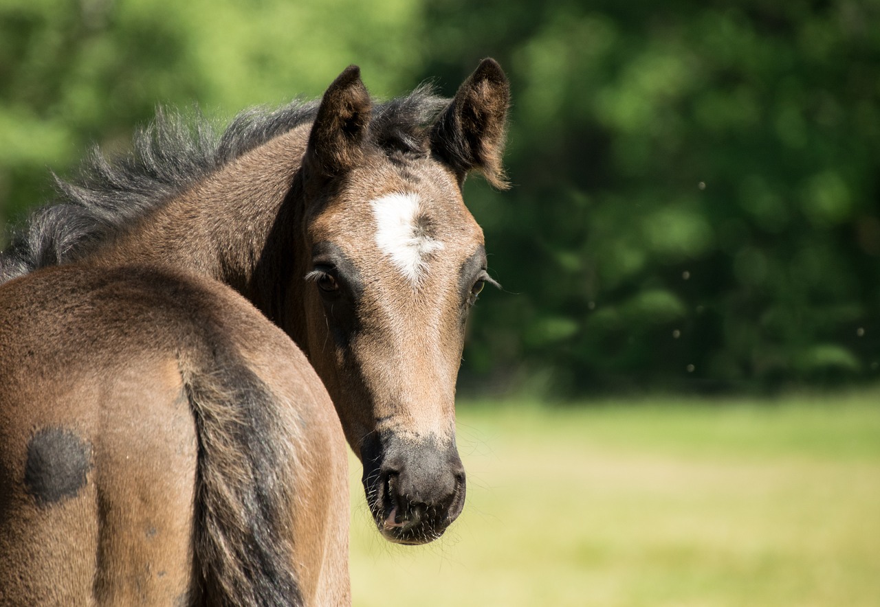 Trainen van jong paard