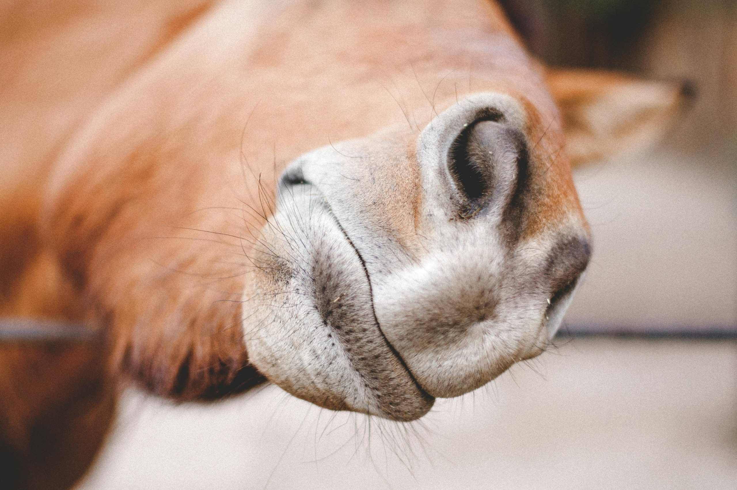 hai!