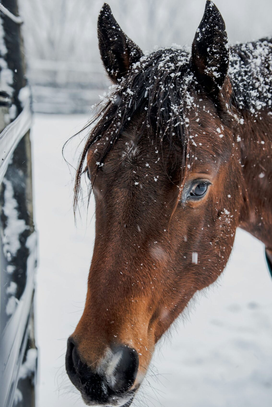 Winter paard