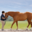 het begeleiden van een paard bij actief dragen met de achterhand.